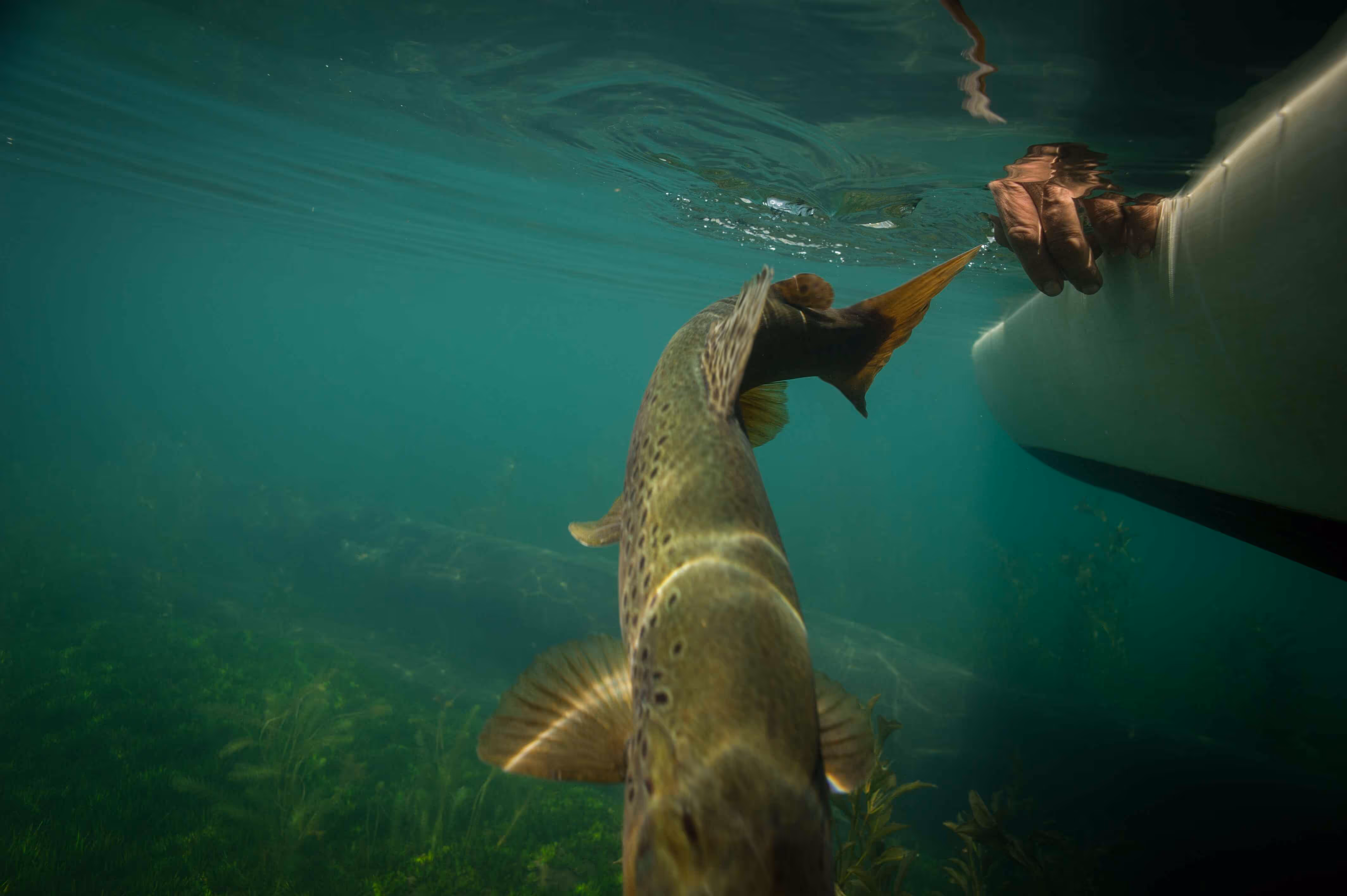 Brown trout being released in a lake in Argentina.