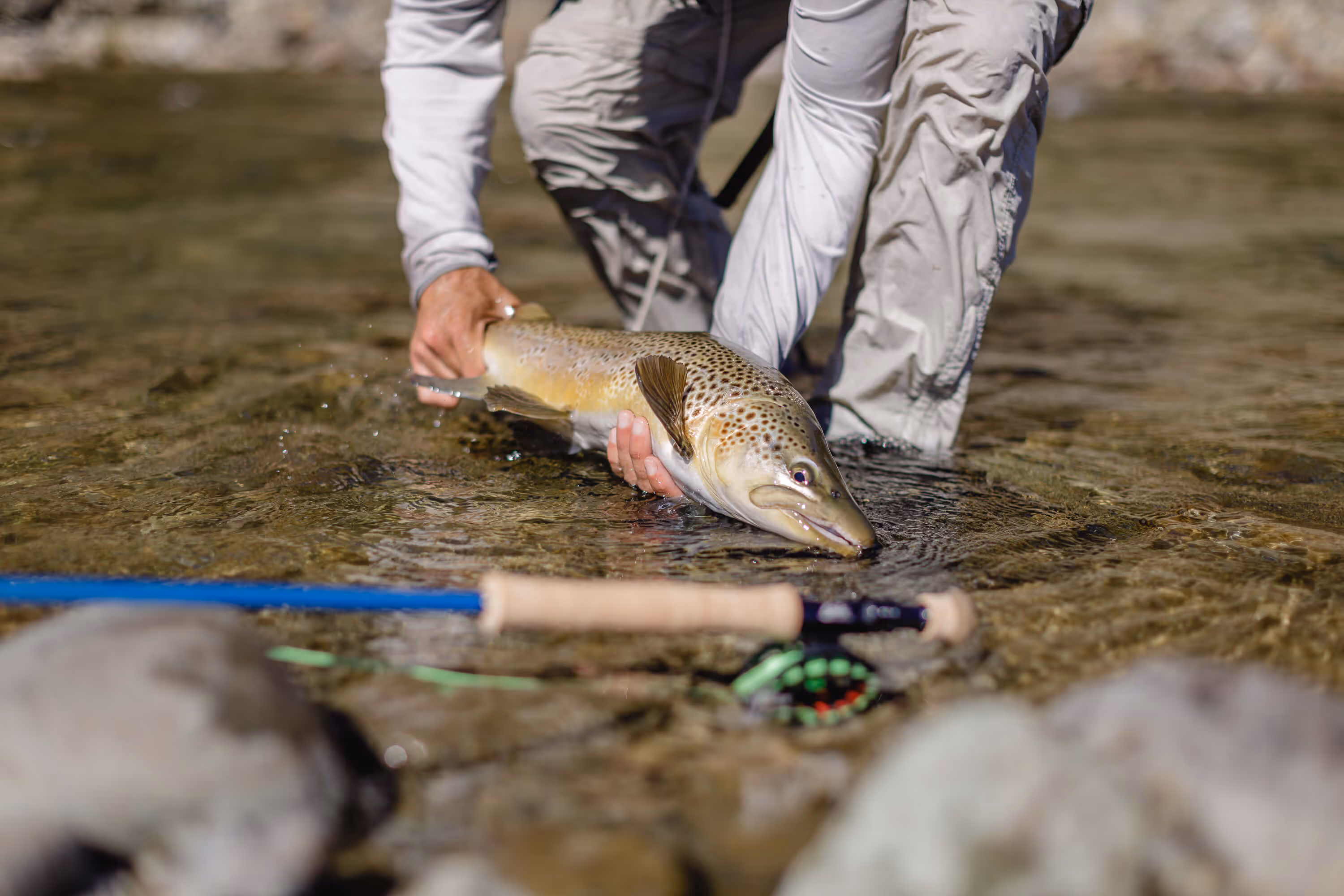 Man releasing a brown trout in New Zealand.