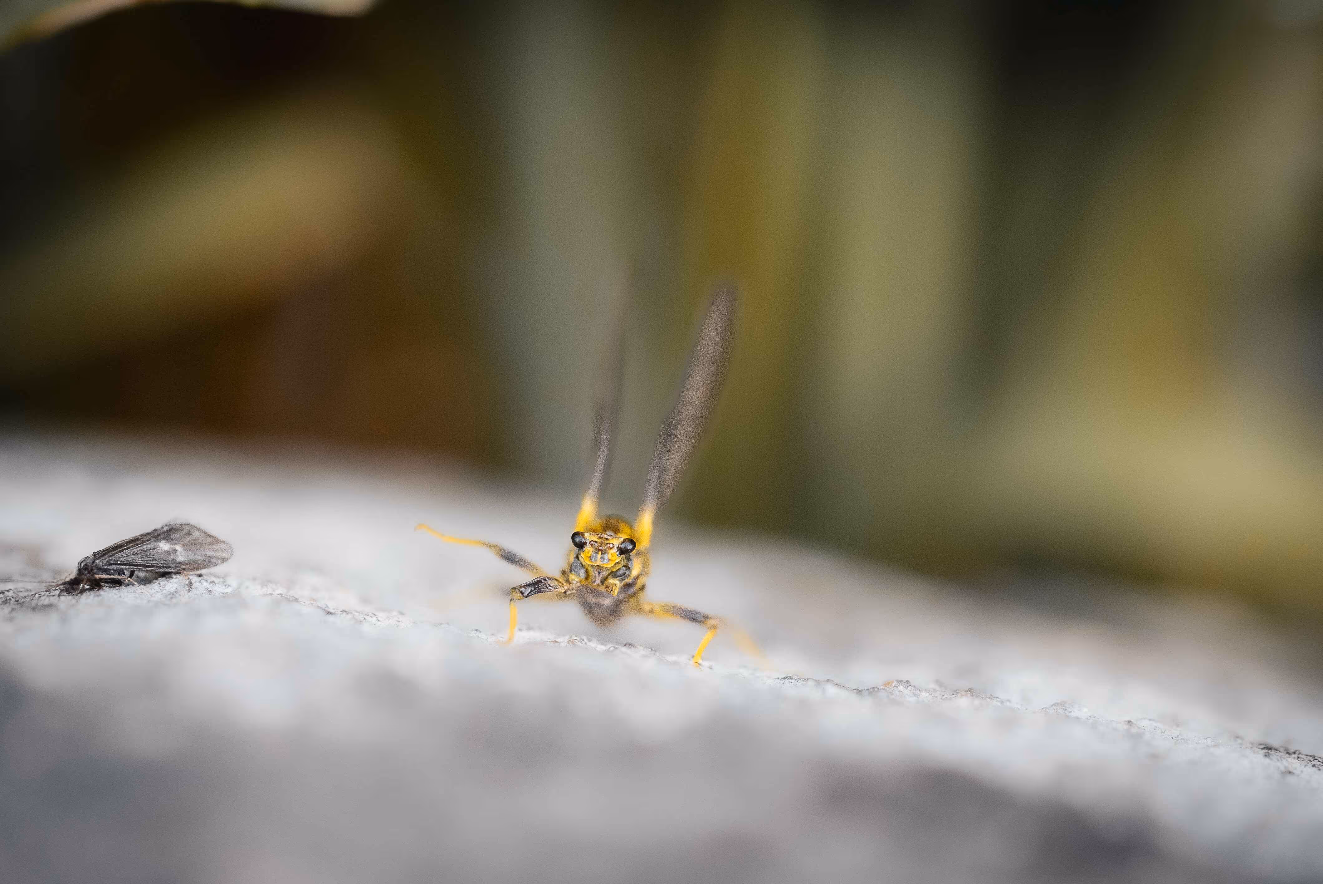 Green Drake mayfly on a rock.