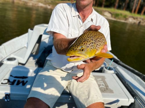 Mann holding brown trout.