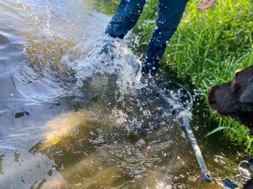 Brown trout in water