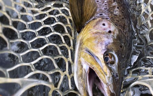 Colorado River brown trout in a net.