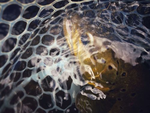 Roaring Fork River brown trout.