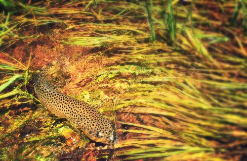 Frying Pan River brown, Basalt, CO.