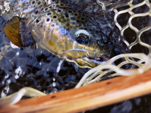 Roaring Fork River brown, Catherine Store, CO.