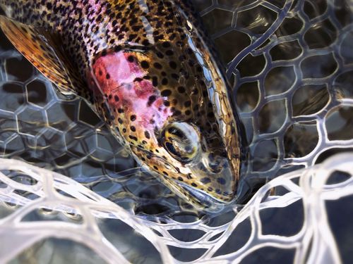 Gunmetal Bow, Catherine Store, CO.