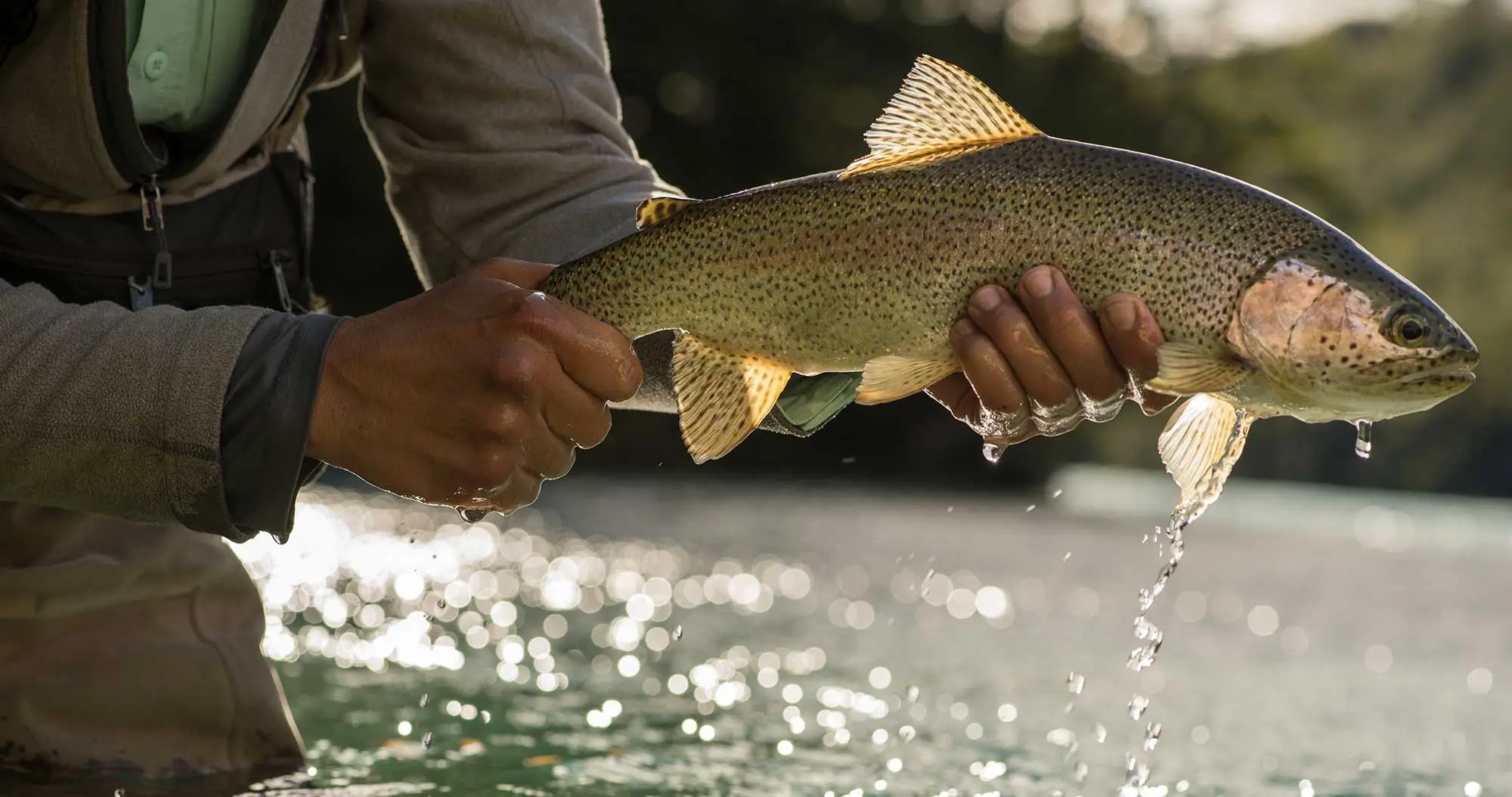 Rainbow trout being released in South America.