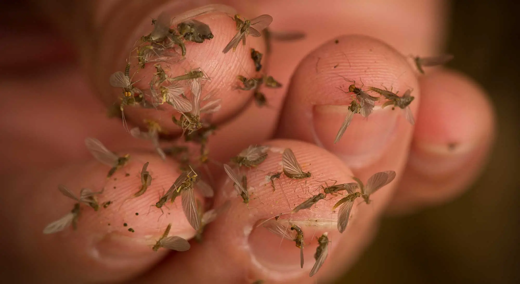 Baetis mayflies on a man's finger.