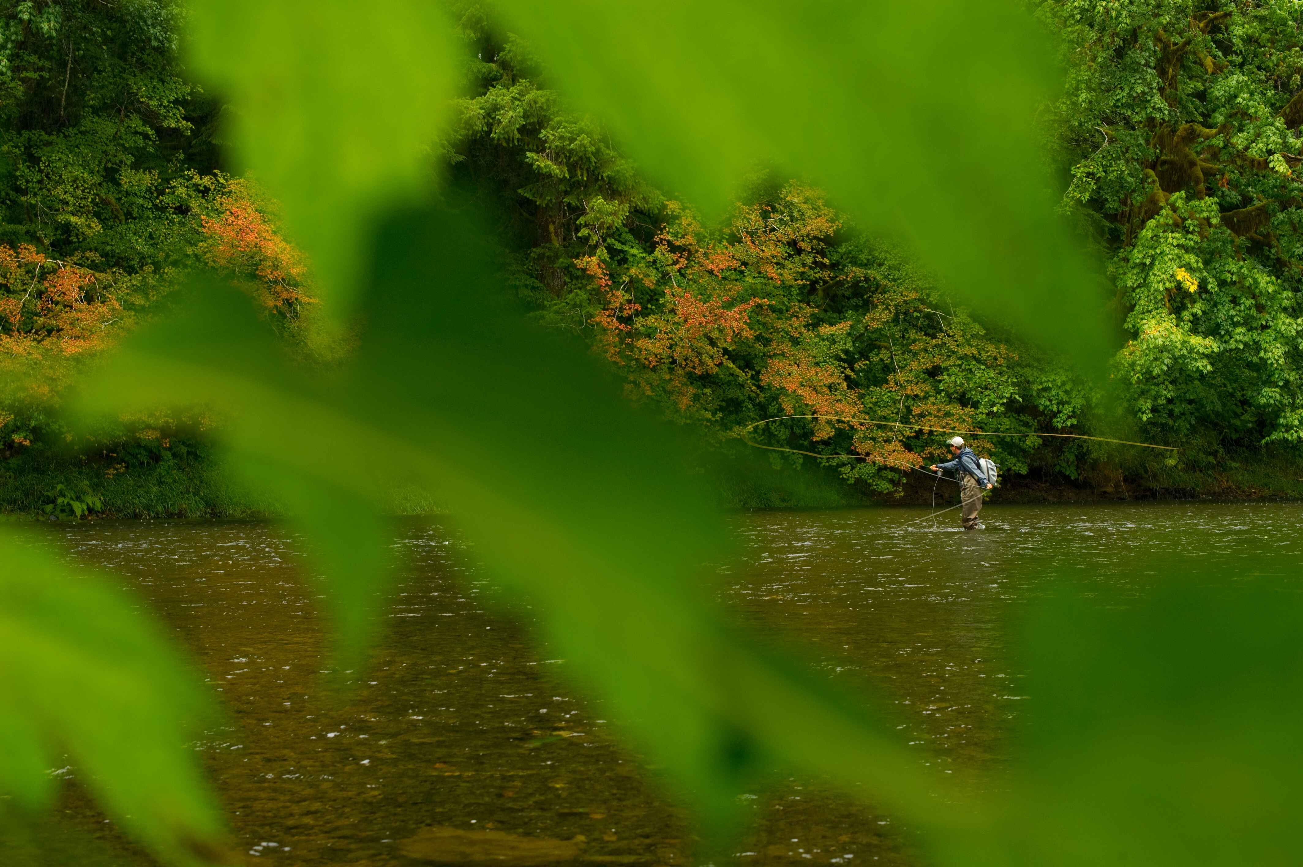 Man fly casting on a river during the summer.