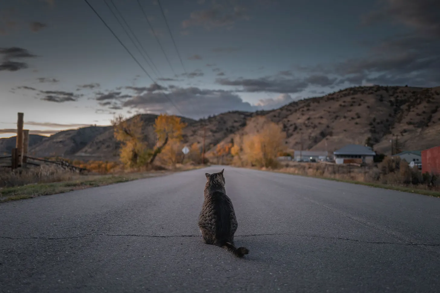 Cat sitting on the road in Parshall, CO.