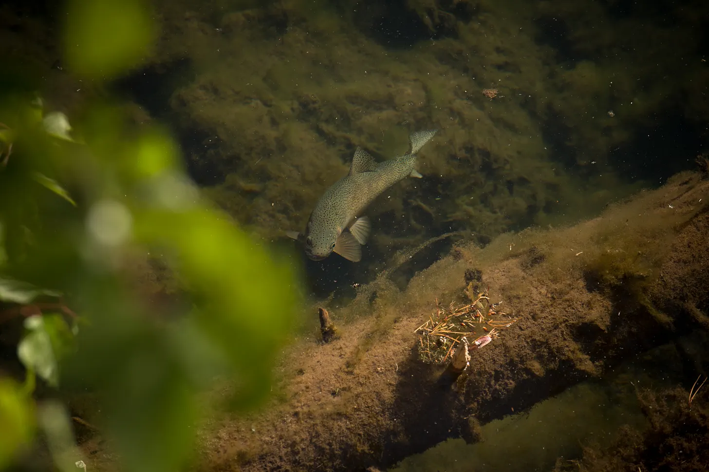 A cutthroat trout looking at the surface of the water in Glacier National Park, MT.