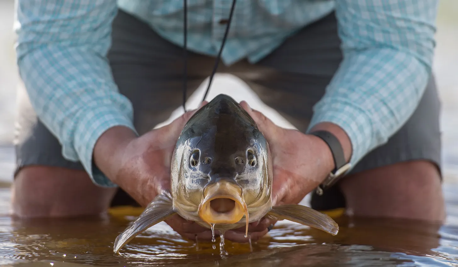A man holding a carp and getting ready to release back into the water.