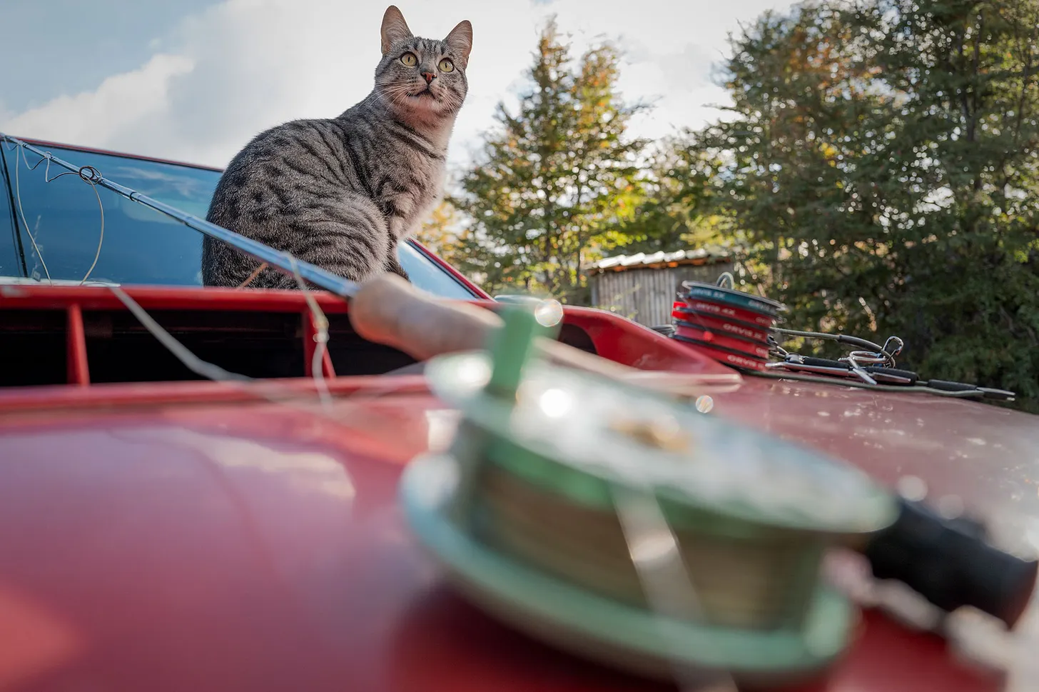 Streamside cat sitting on a truck windshield, as we rigged up fly rods near Coyhaique, Chile.