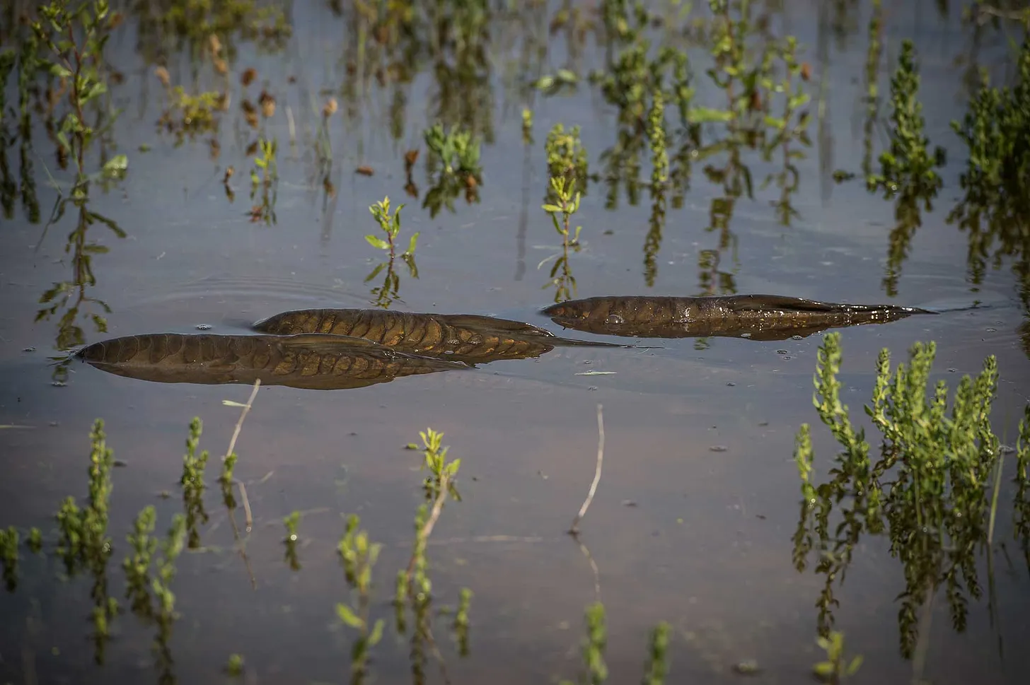 Three mirror carp in the shallows with their backs out of the water.