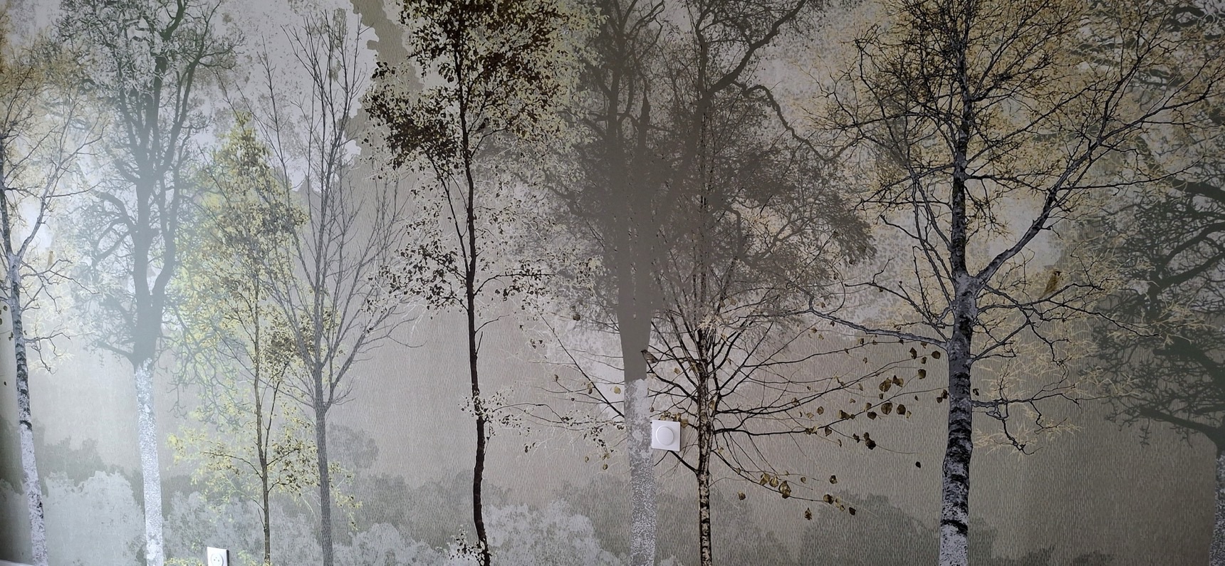 Mur entier habillé d'un papier peint panoramique représentant une forêt de bouleaux