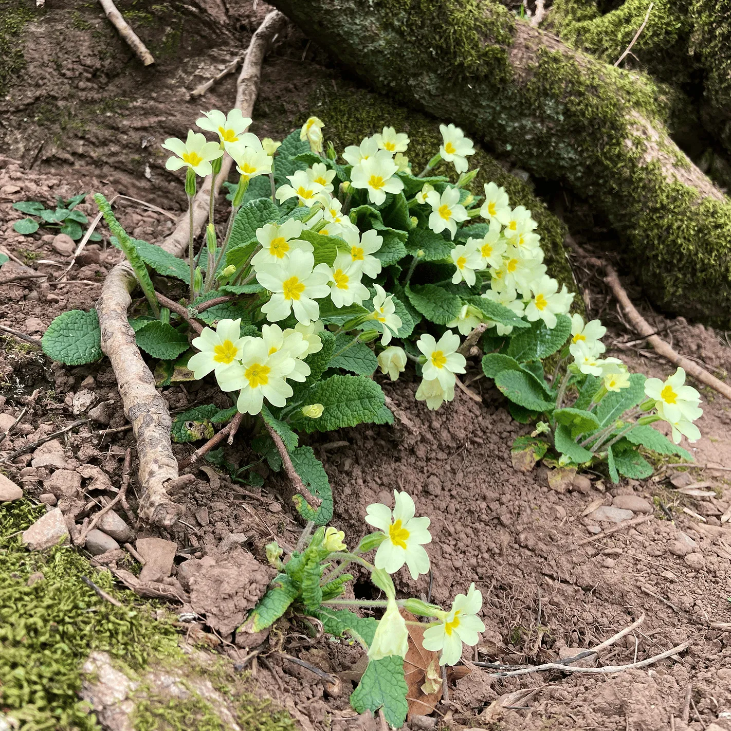Cluster of pale yellow primrose flowers with green leaves growing on forest floor with soil and moss-covered roots.