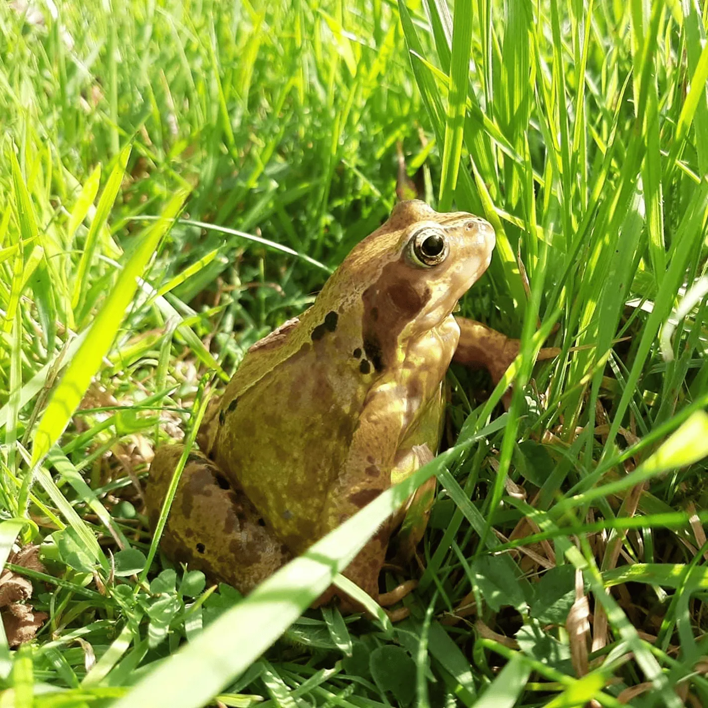 Minution game shooting