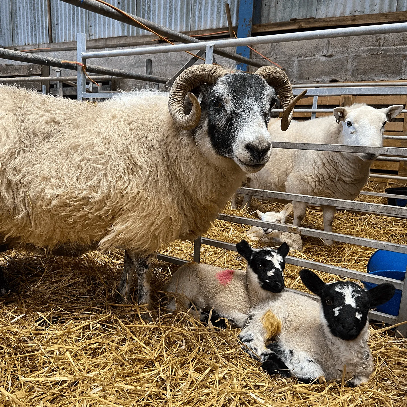 Curly-fleeced sheep with curled horns stands on straw next to two black-and-white-faced lambs lying down in a pen, with another white sheep in the background.