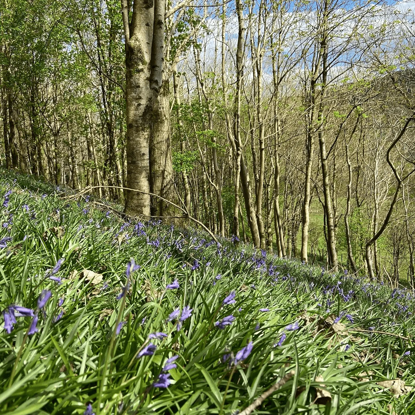 Woodland slope covered with green grass and scattered purple flowers under tall, slender trees with some budding leaves.