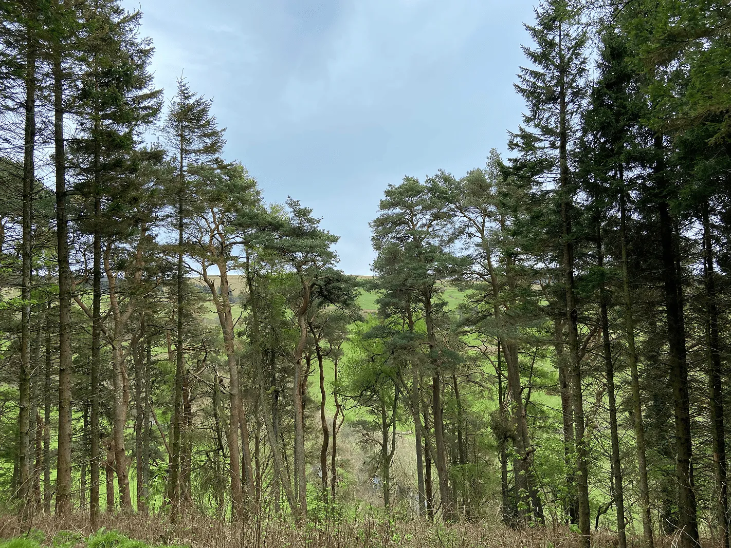 View through tall pine trees revealing green grassy hills under a cloudy sky.