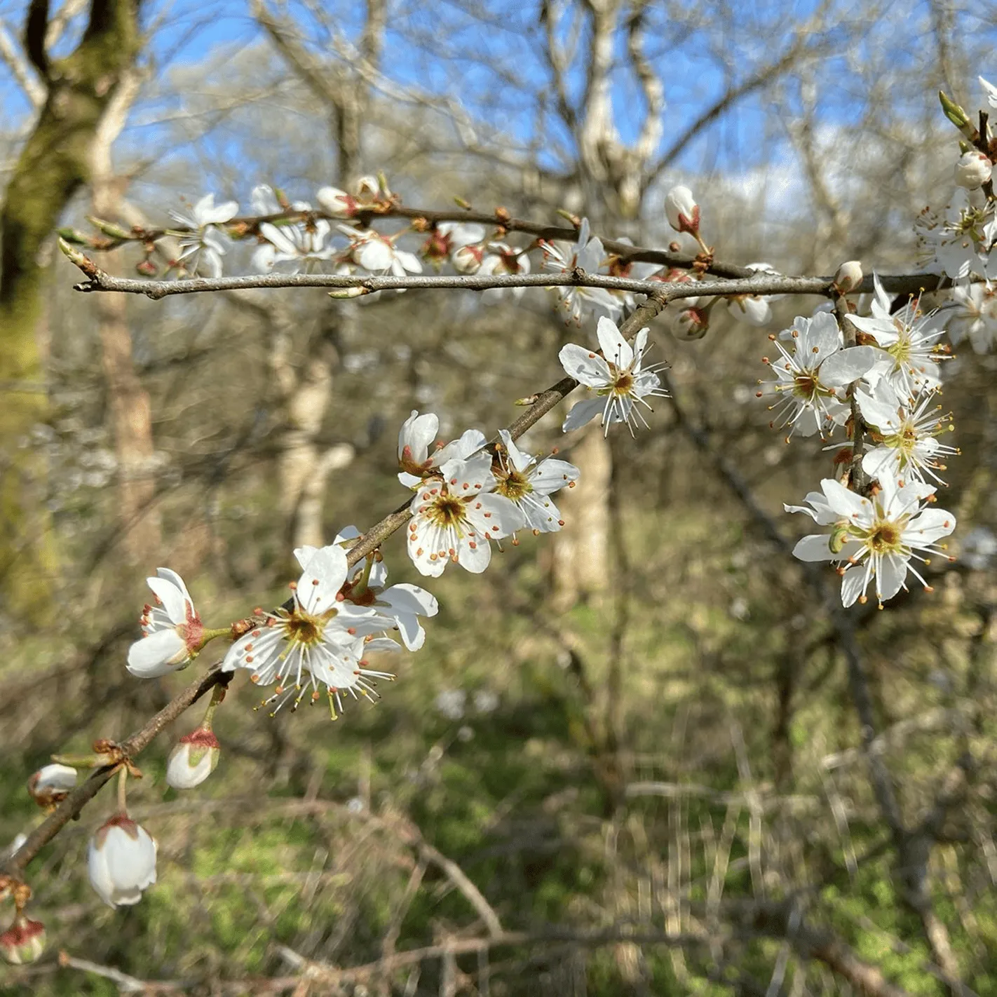 Close-up of white cherry blossoms on tree branches with a blurred forest background under a blue sky.