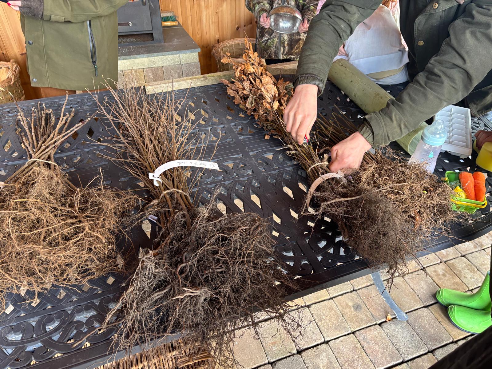 Several bundles of bare-root plants with exposed roots laying on a black metal table, with people in outdoor clothing handling the plants.