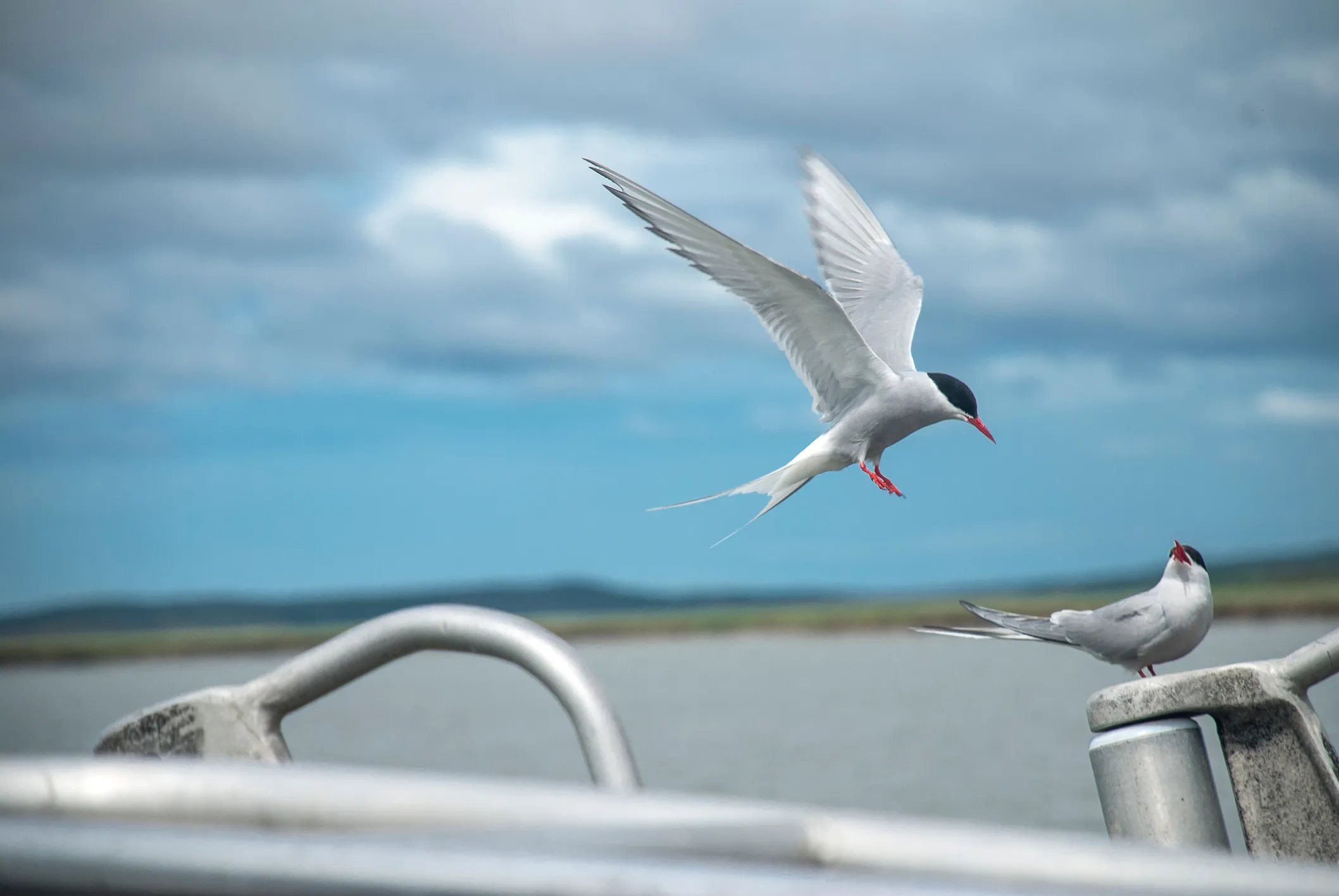 One Arctic tern in mid-flight above water near a railing where another Arctic tern stands with its beak open against a cloudy sky and distant land.