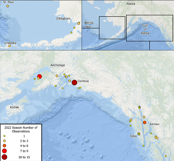 Map of southern Alaska showing observation points marked by circles in varying sizes and colors indicating the number of observations during the 2022 season, with large red circles near Anchorage and Cordova. Insets show Bering Sea and Gulf of Alaska.