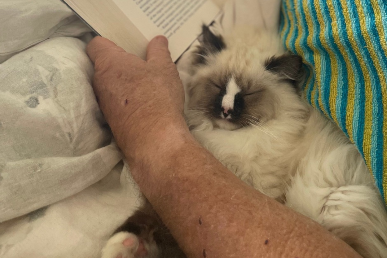 Keeping indoor cats happy, safe and stimulated