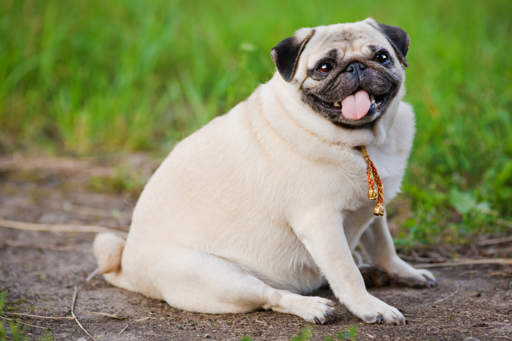 Helping your dog stay at a healthy weight