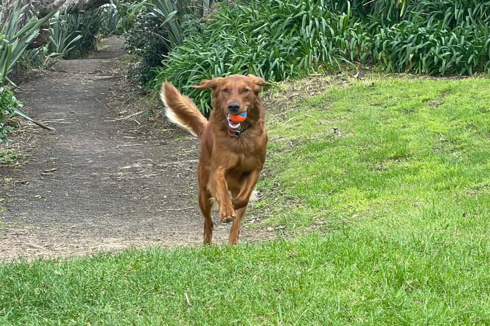 How to help your high-energy or working dog switch off
