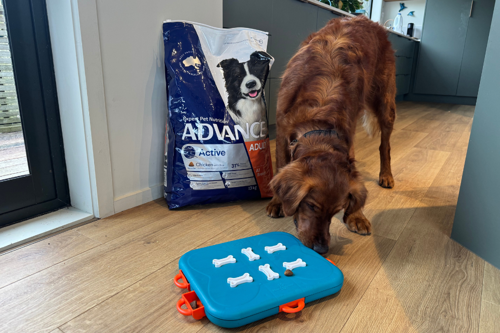 Golden retriever solves a food puzzle