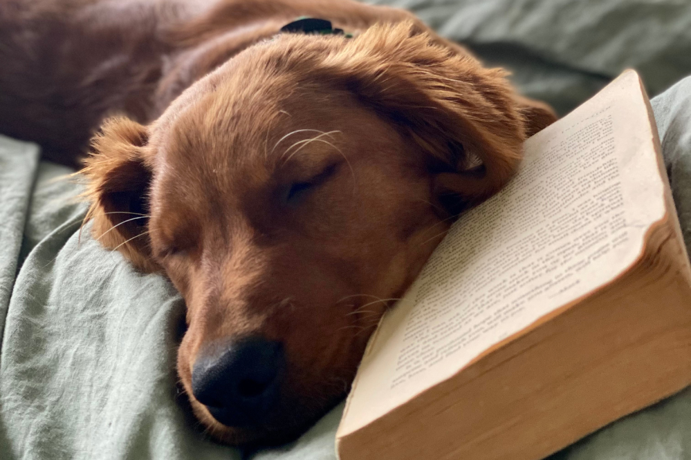 A gorgeous golden retriever lies sleeping on the bed
