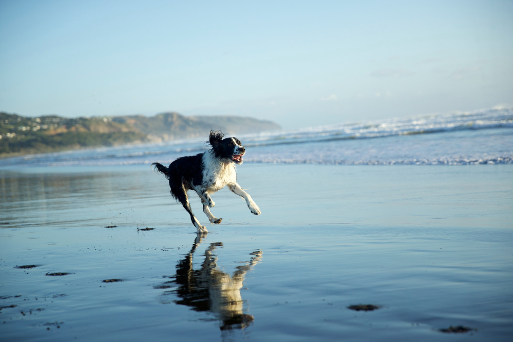 A border collie cross runs down the beach off-lead