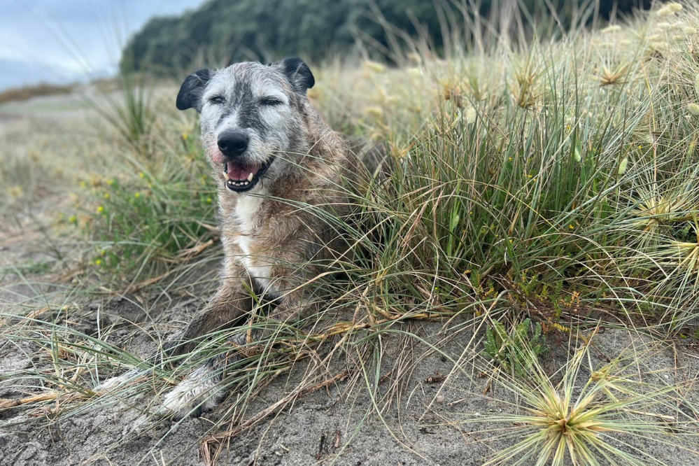 How to help your dog live longer (and love their golden years!)