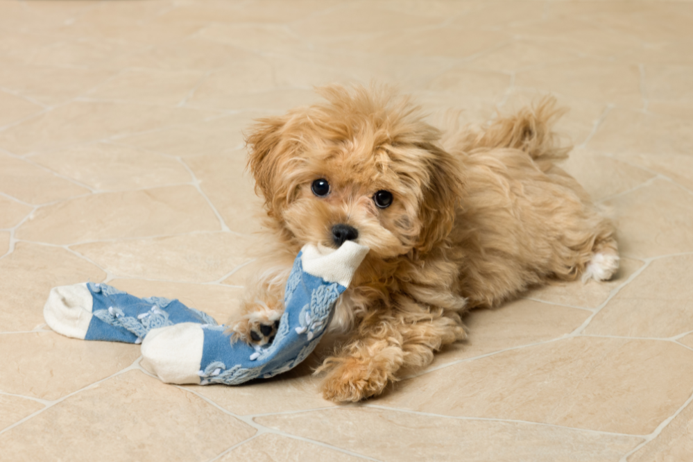 6 ways to transform your pup's behaviour TODAY!