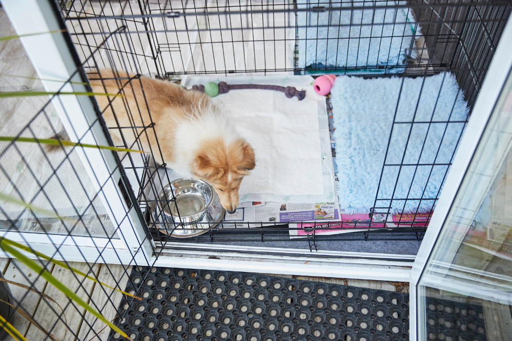 A puppy inside a crate and play pen set up for house training