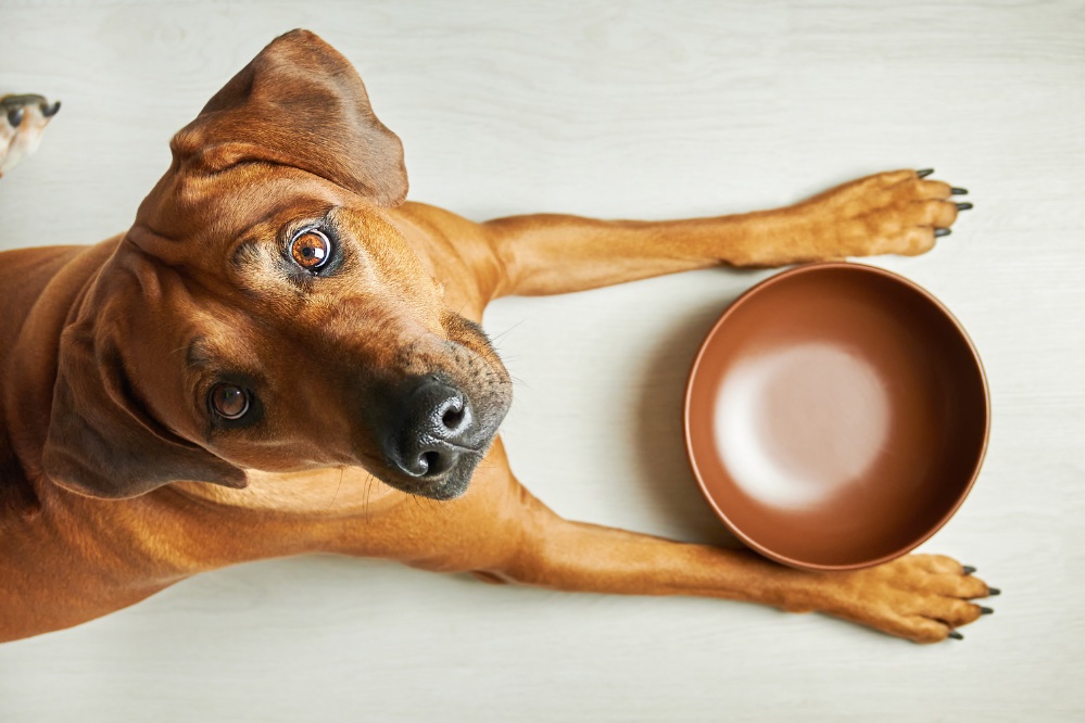 What to do if your dog demands dinner