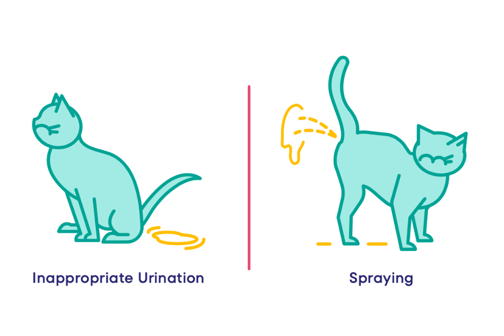 A graphic shows the difference between a cat doing inappropriate urination and a cat spraying