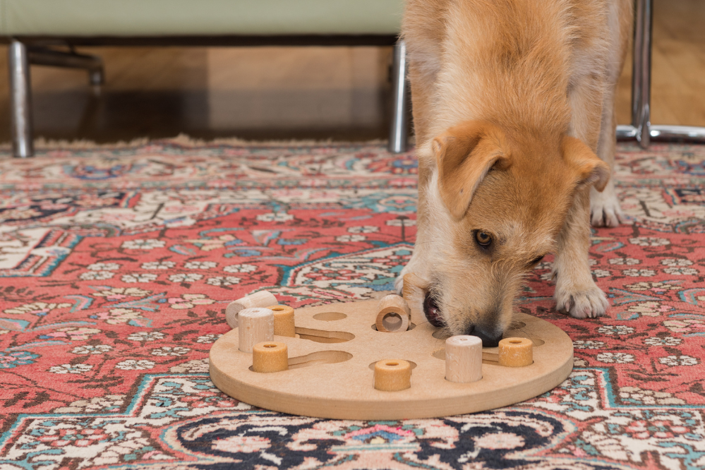 A dog solves a food puzzle