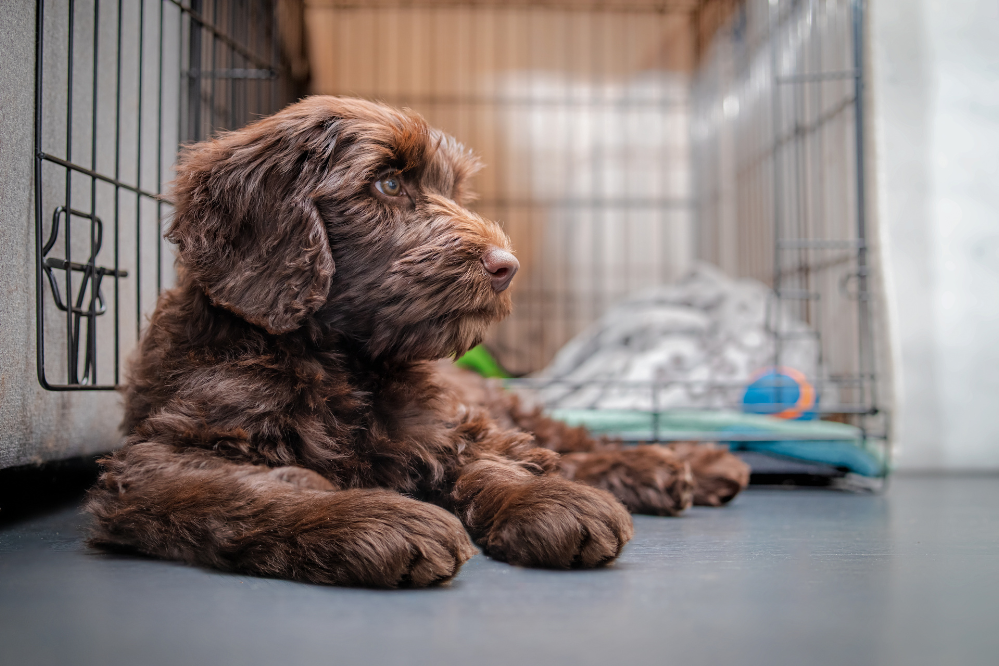 A dog rests peacefully beside the crate