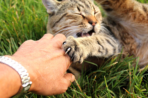 Why is my cat attacking me? 