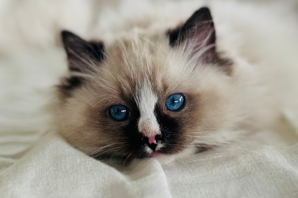 Why the first 6 weeks with your pet are the most important