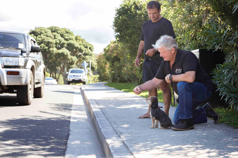Mark Vette desensitises a puppy to traffic