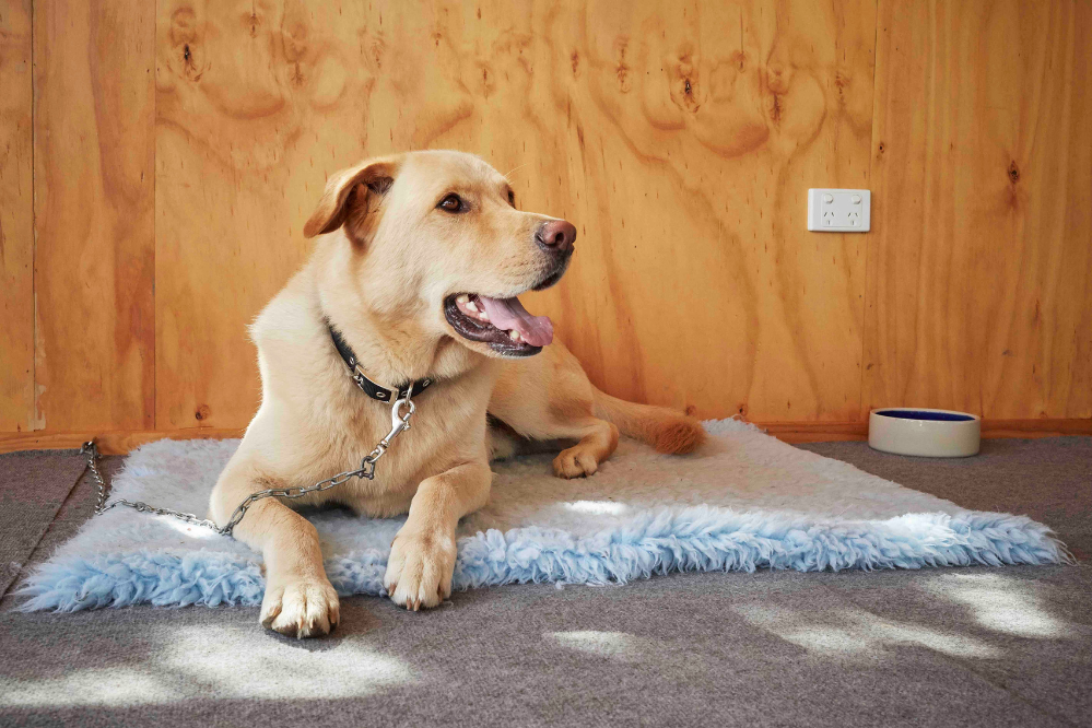The Clip Station: an amazing tool for building a calmer dog