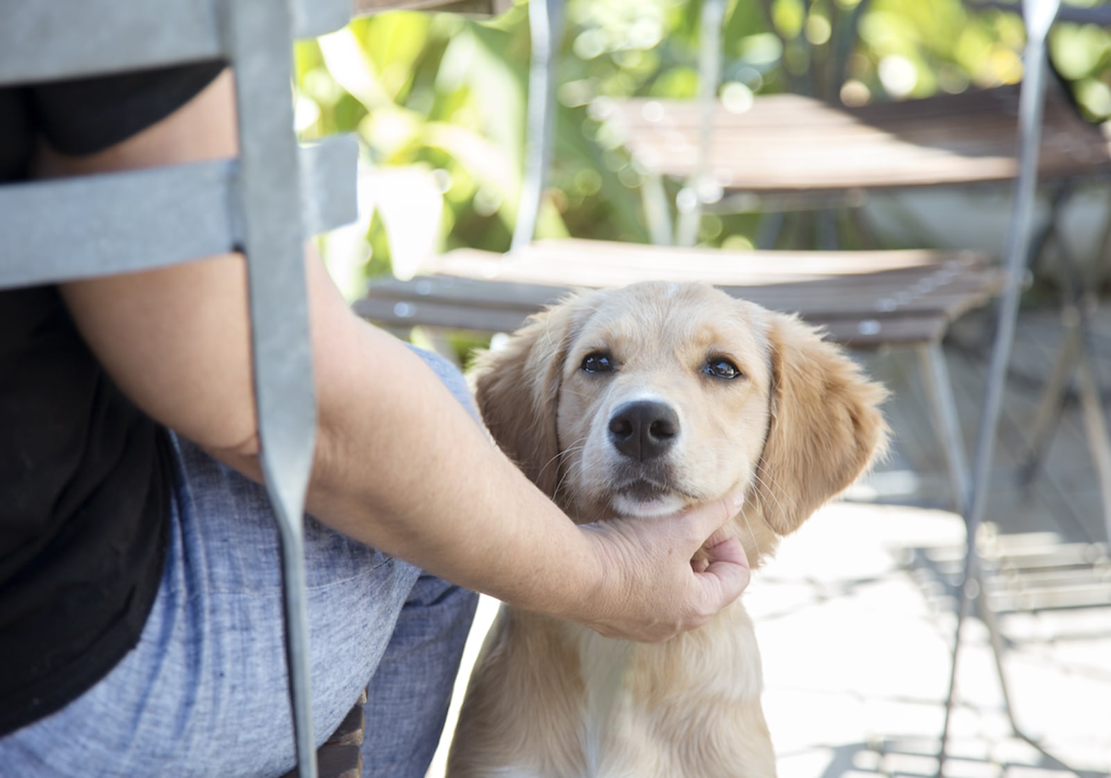 Mark Vette's Virtual Dog Training Schools