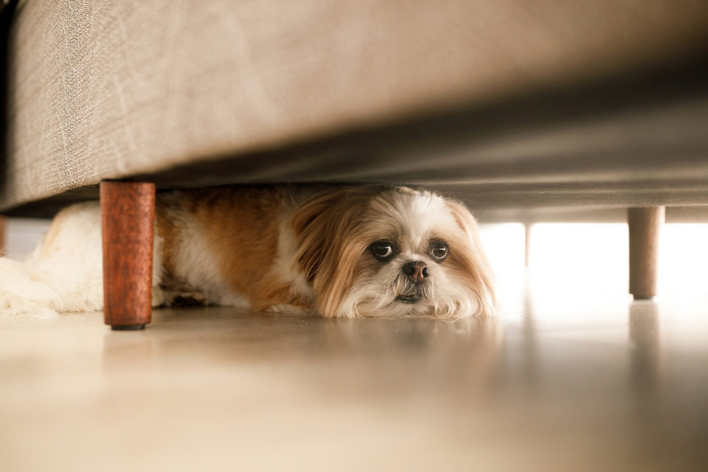 How to train a fearful dog