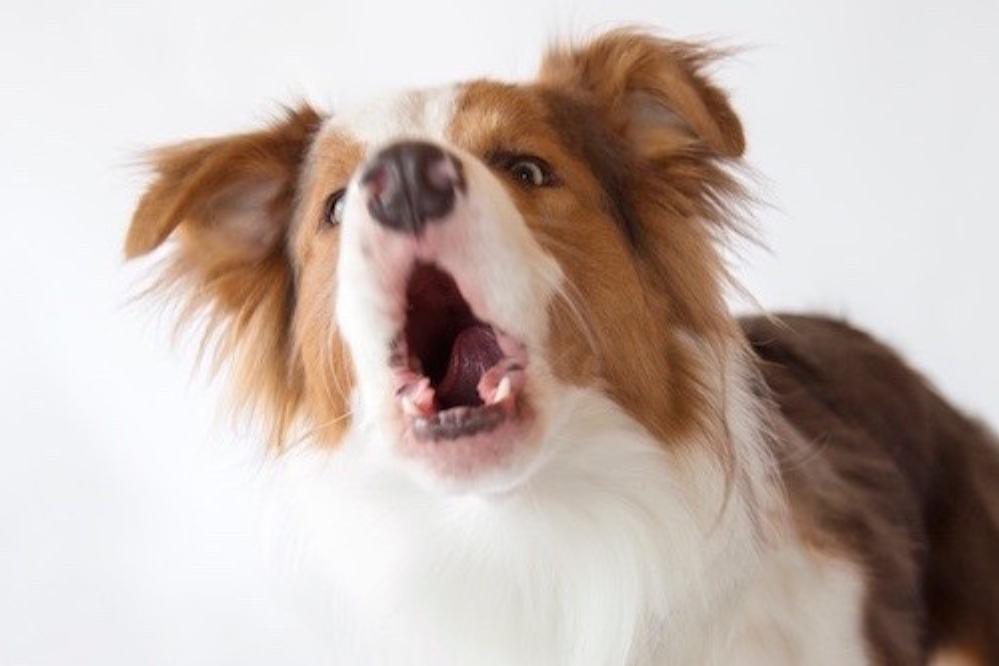 How to train a reactive dog: a step-by-step guide 