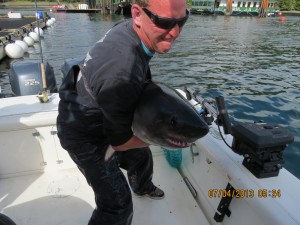 shark release