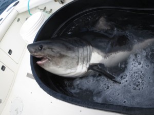 salmon shark in hippa aquarium